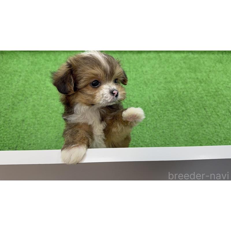 販売中の東京都のチワプー:チワワ×トイプードル-450445の4枚目