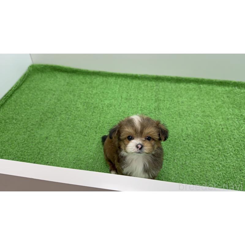 販売中の東京都のチワプー:チワワ×トイプードル-450445の3枚目