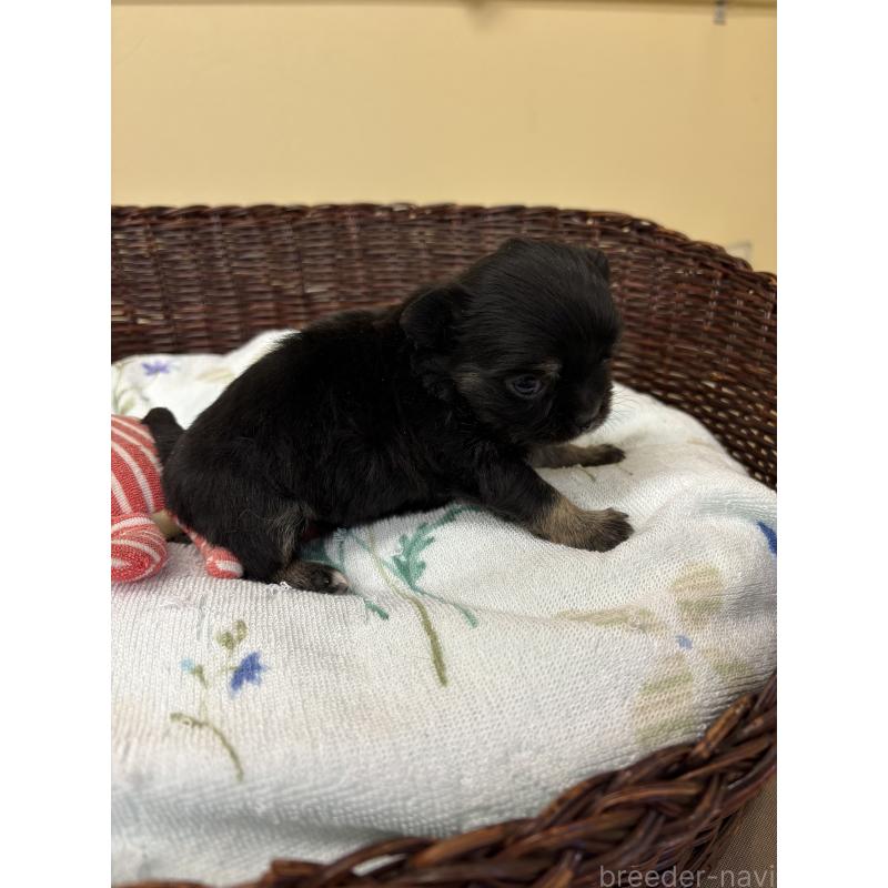 販売中の愛知県のチワワ(ロングコート)-450446の6枚目