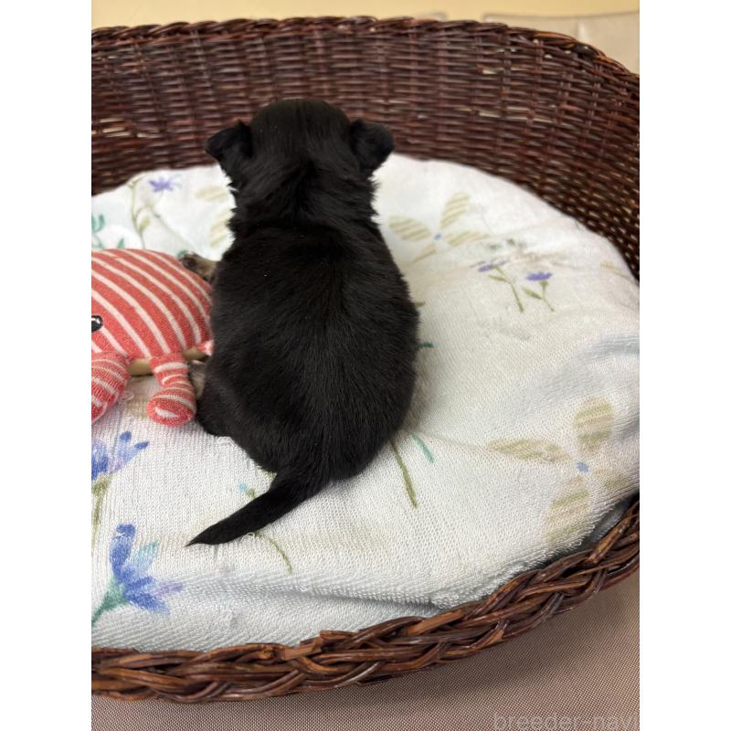 販売中の愛知県のチワワ(ロングコート)-450446の4枚目