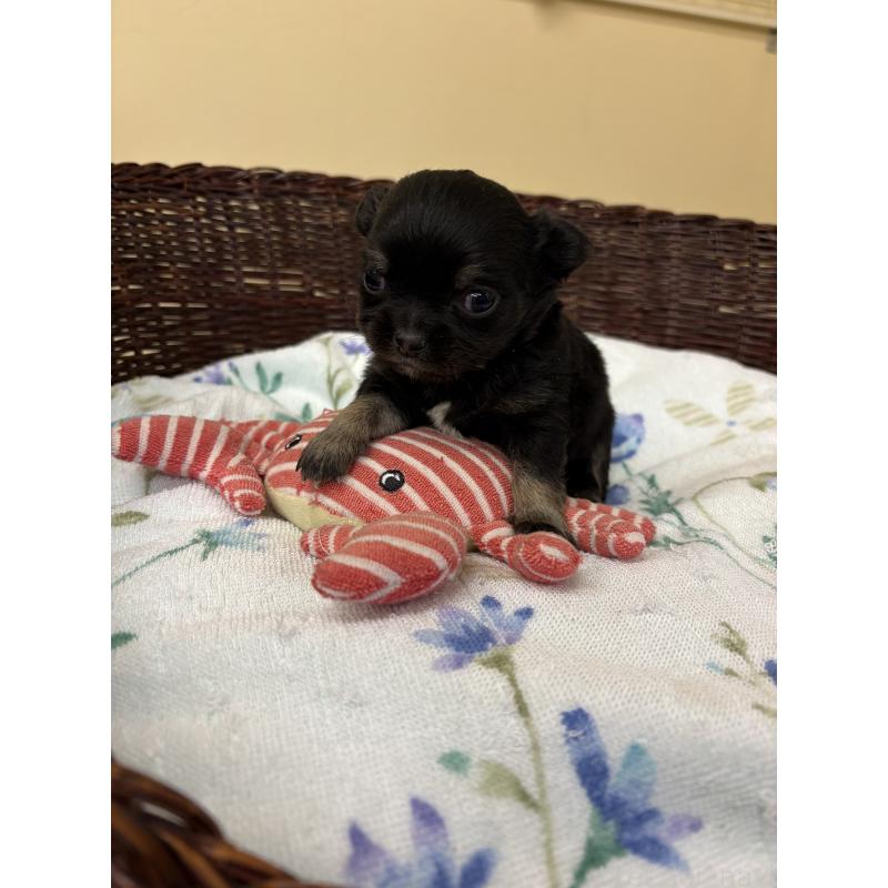 販売中の愛知県のチワワ(ロングコート)-450446の3枚目