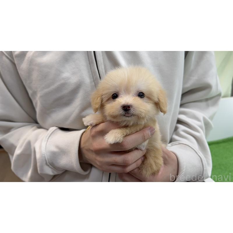 販売中の東京都のマルプー:マルチーズ×トイプードル-450447の11枚目