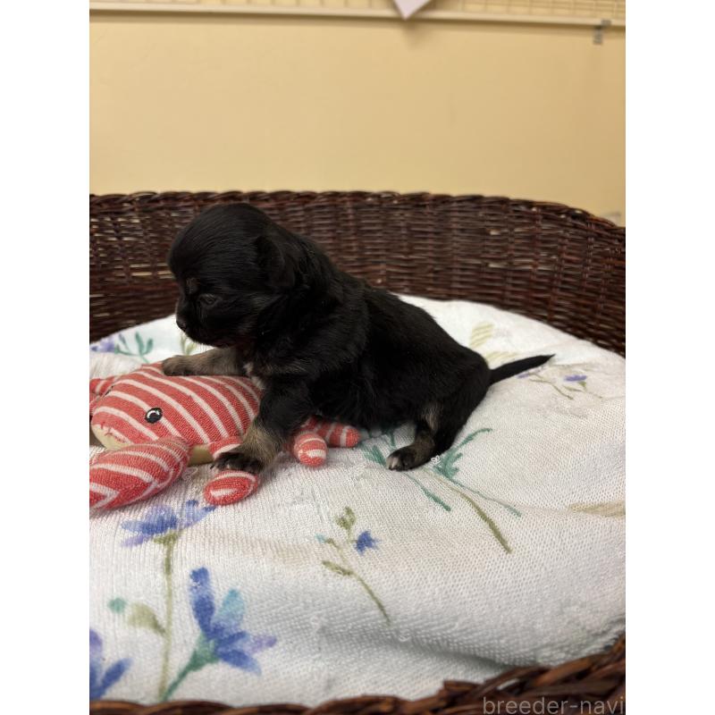 販売中の愛知県のチワワ(ロングコート)-450446の2枚目