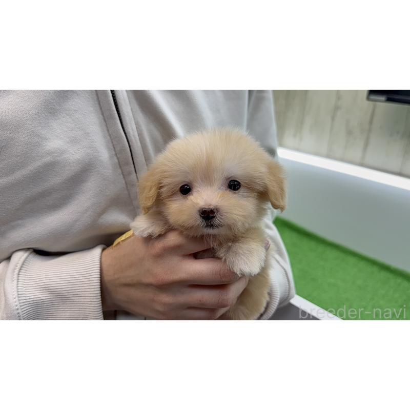 販売中の東京都のマルプー:マルチーズ×トイプードル-450447の7枚目