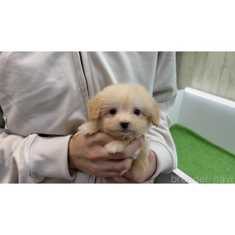 販売中の東京都のマルプー:マルチーズ×トイプードル-450447の2枚目