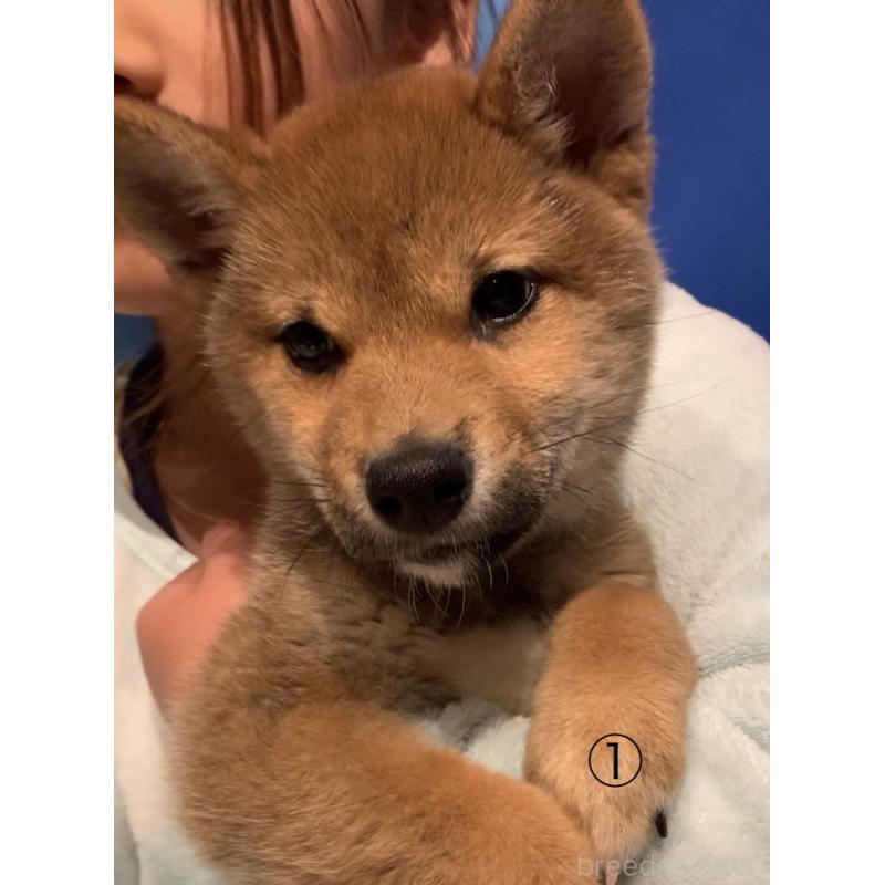 販売中の愛知県の柴犬-430894の1枚目