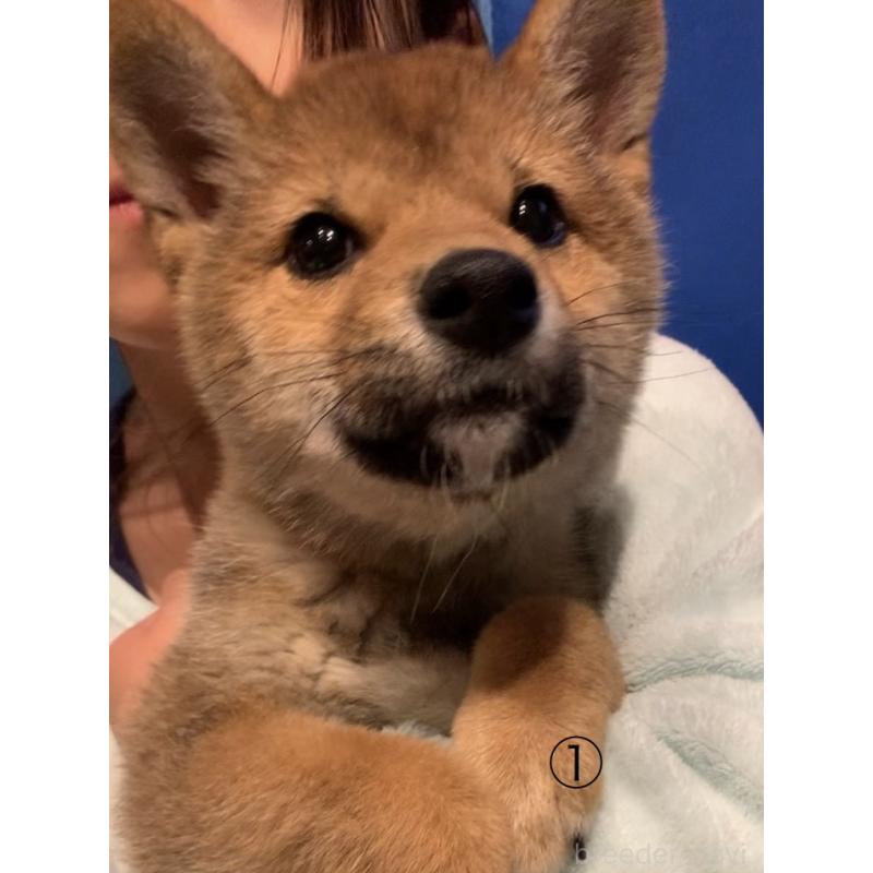 販売中の愛知県の柴犬-430894の3枚目