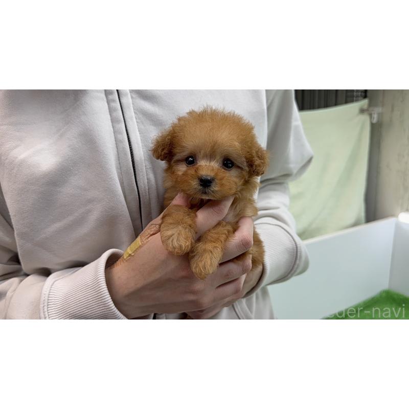 販売中の東京都のティーカッププードル-450448の6枚目