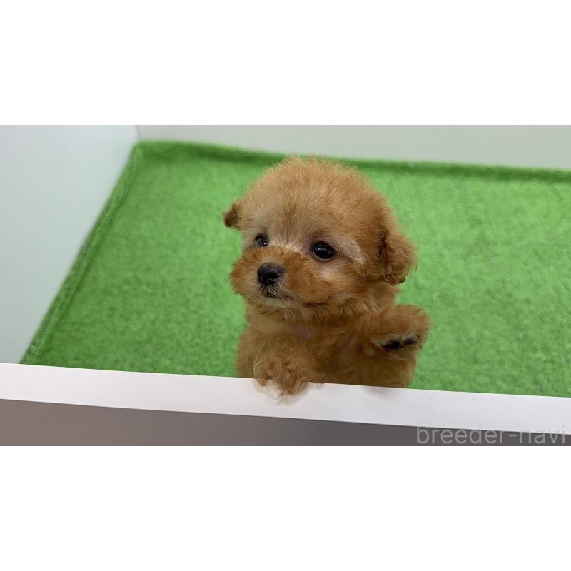 販売中の東京都のティーカッププードル-450448の4枚目