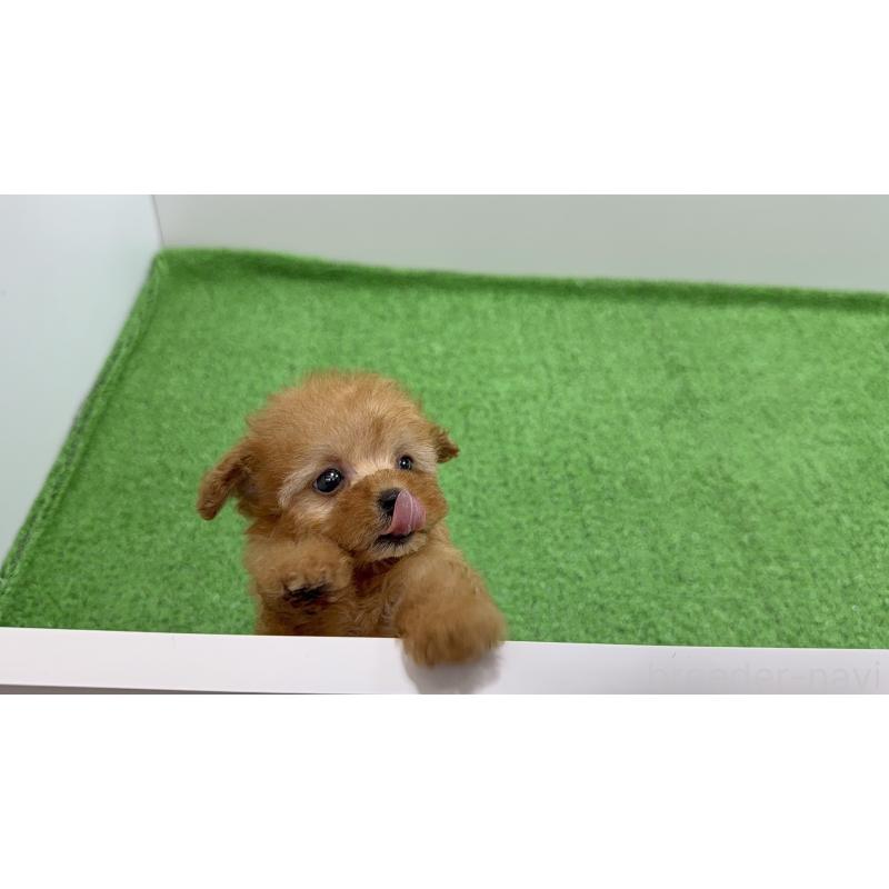 販売中の東京都のティーカッププードル-450448の2枚目