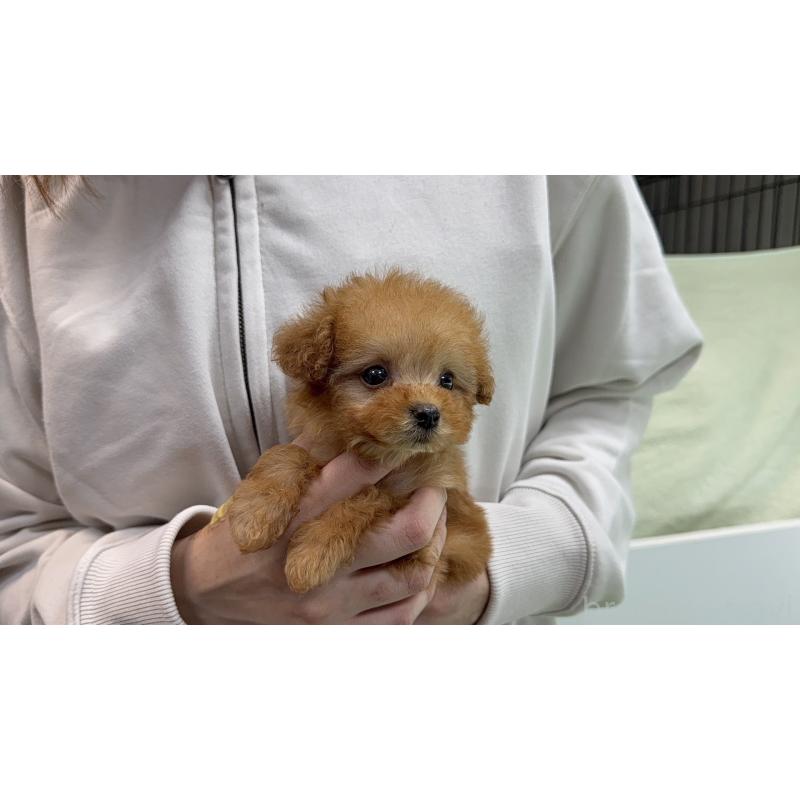 販売中の新潟県のティーカッププードル-450449の7枚目