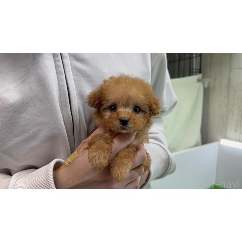 販売中の新潟県のティーカッププードル-450449の6枚目
