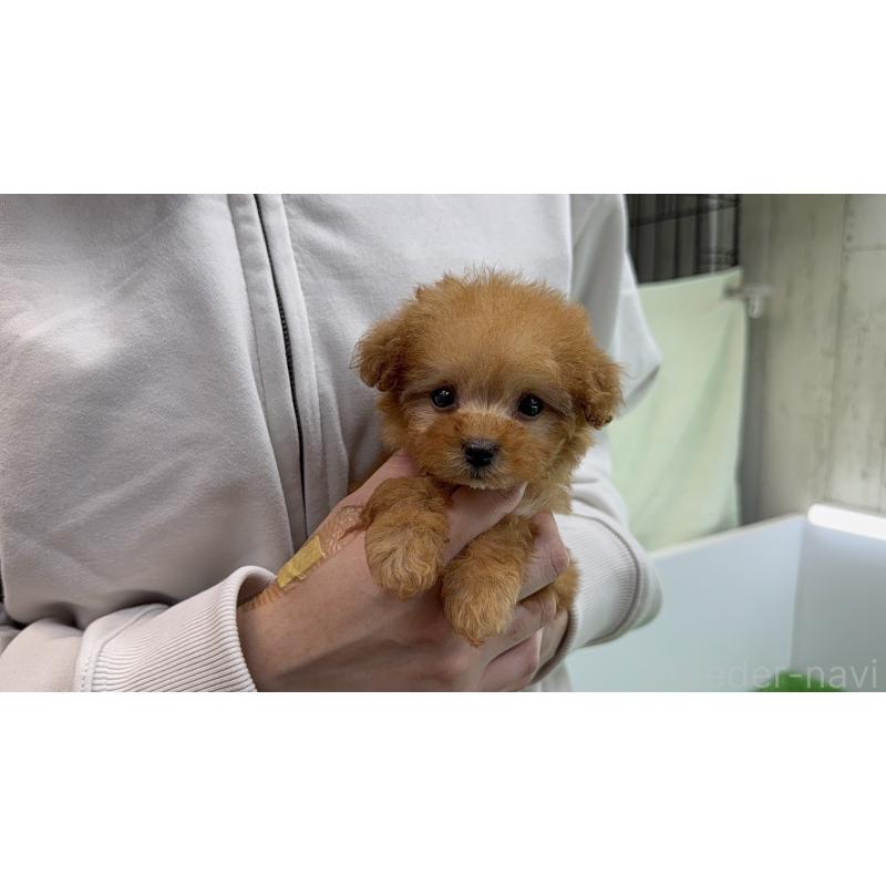 販売中の新潟県のティーカッププードル-450449の5枚目