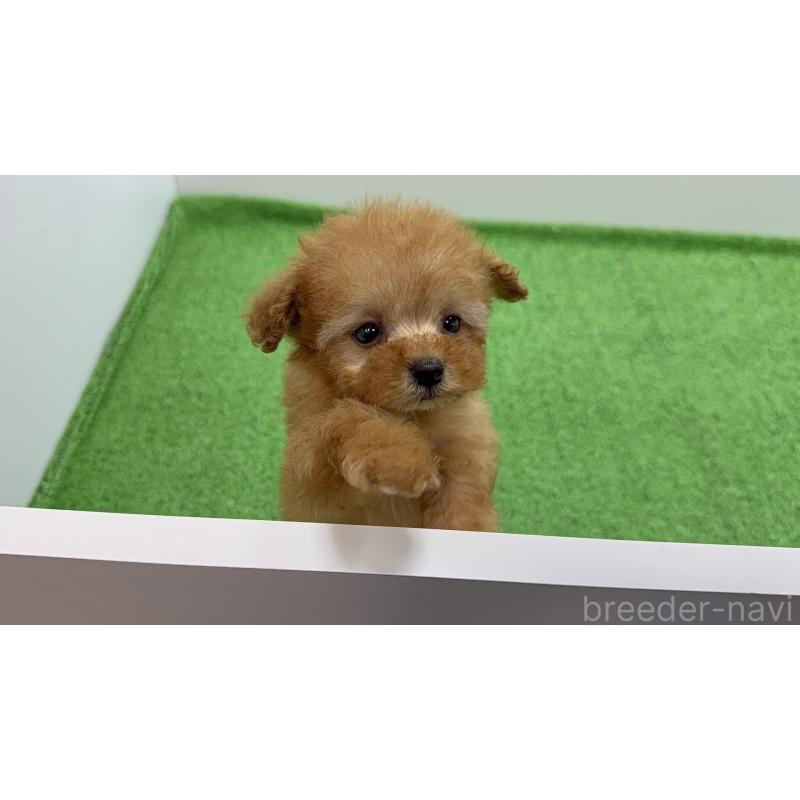 販売中の新潟県のティーカッププードル-450449の3枚目