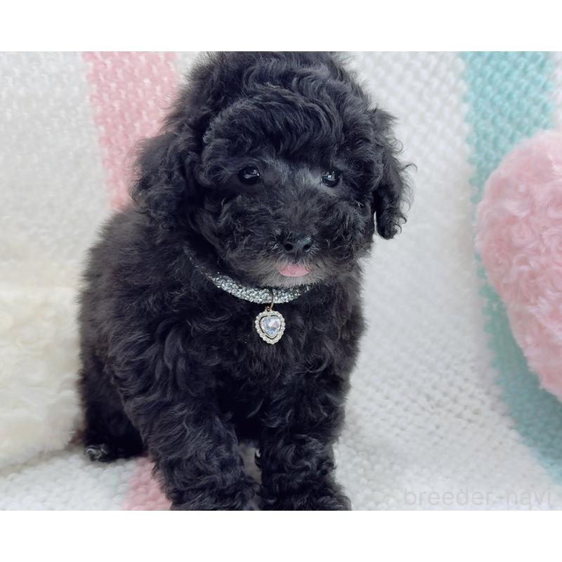 販売中の奈良県のタイニープードル-448849