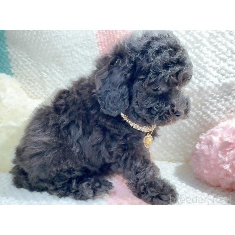 販売中の奈良県のタイニープードル-450450の13枚目