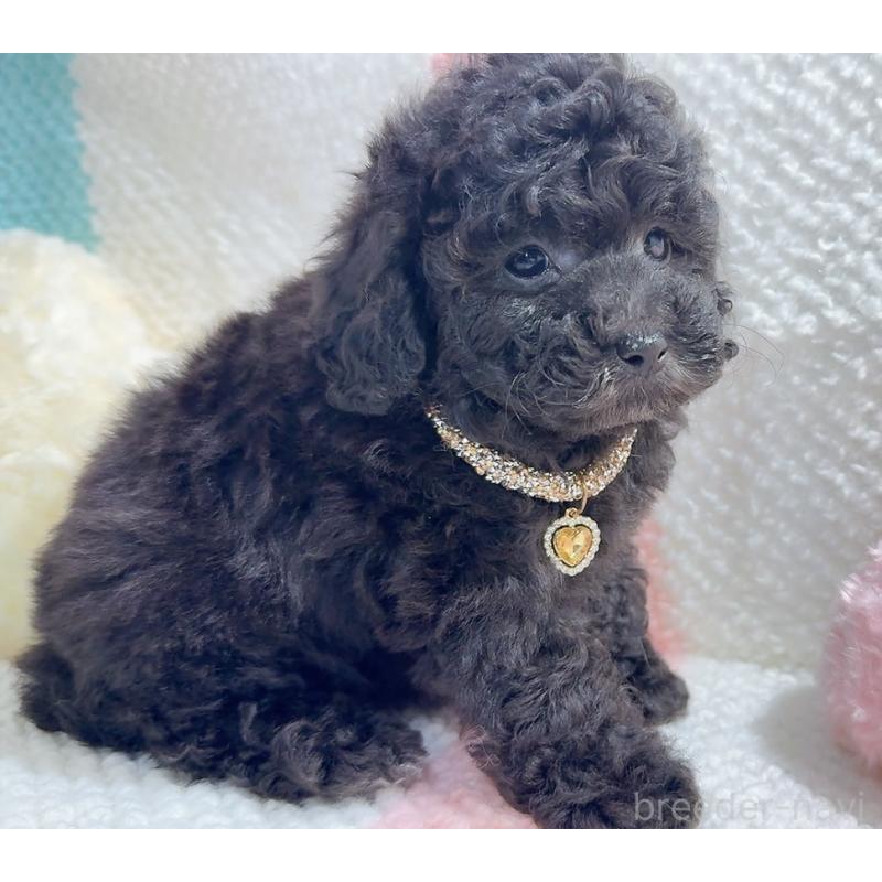 販売中の奈良県のタイニープードル-450450の12枚目