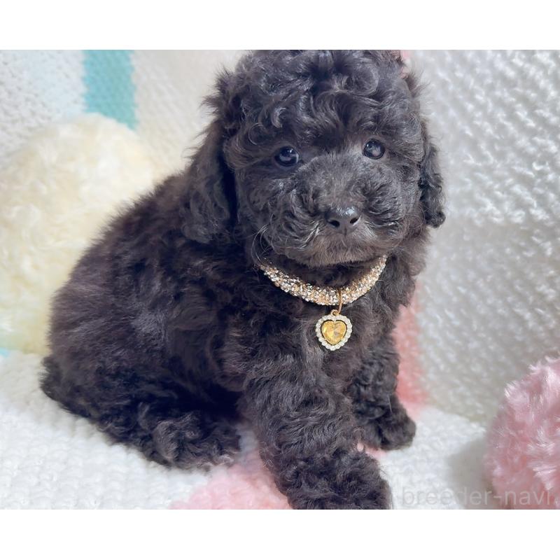 販売中の奈良県のタイニープードル-450450の11枚目