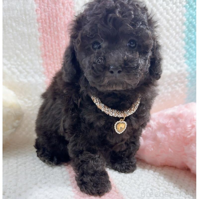 販売中の奈良県のタイニープードル-450450の10枚目