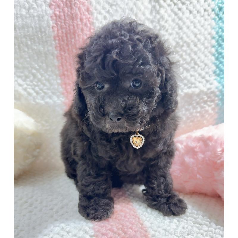 販売中の奈良県のタイニープードル-450450の9枚目