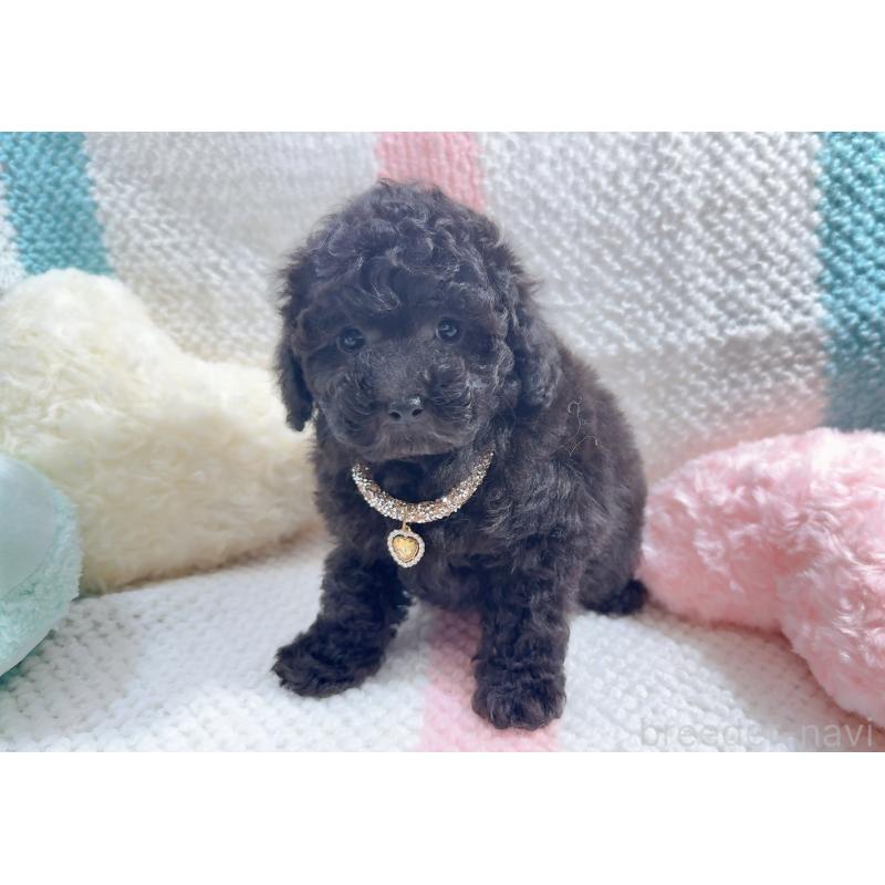 販売中の奈良県のタイニープードル-450450の8枚目