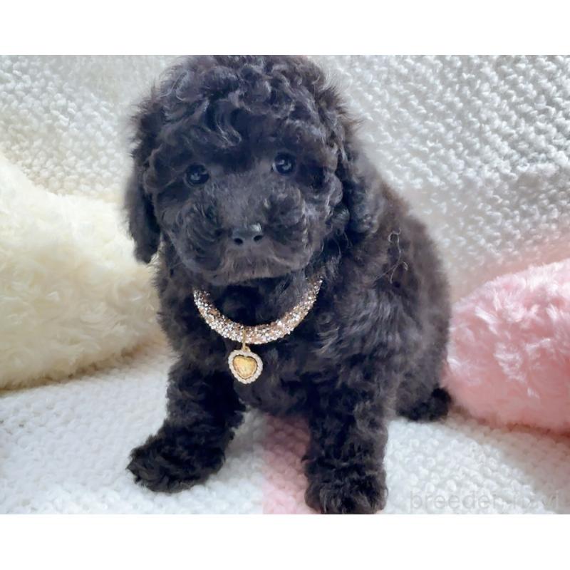 販売中の奈良県のタイニープードル-450450の7枚目