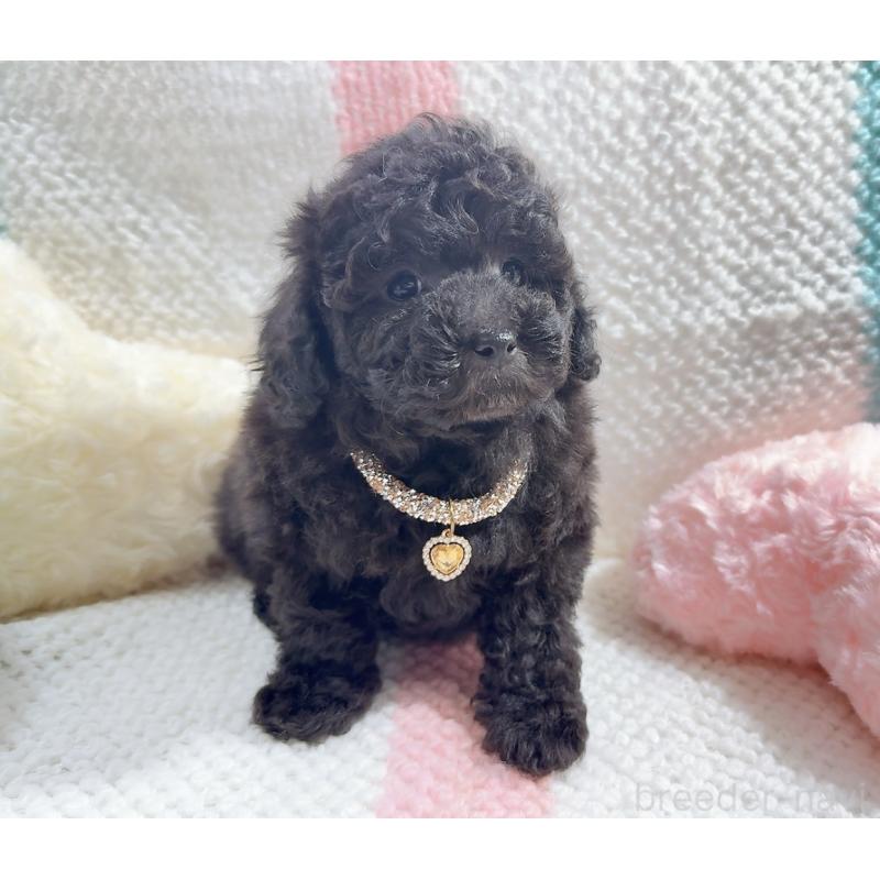 販売中の奈良県のタイニープードル-450450の6枚目