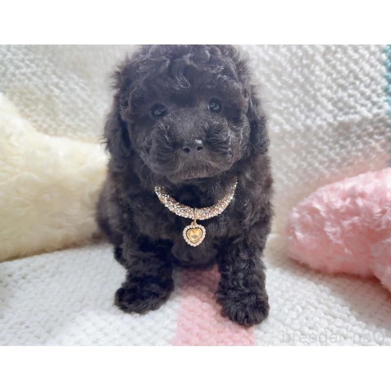 販売中の奈良県のタイニープードル-450450の5枚目