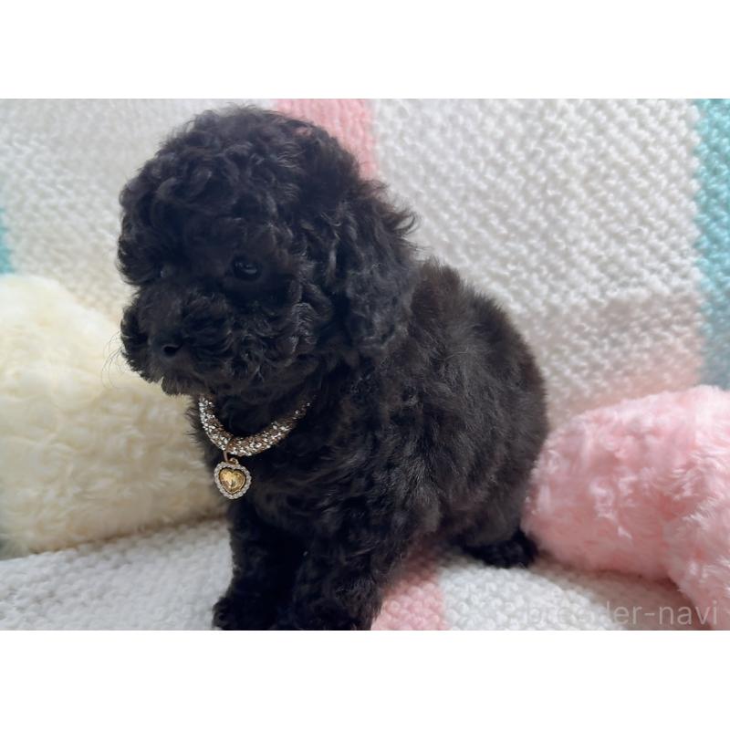 販売中の奈良県のタイニープードル-450450の4枚目
