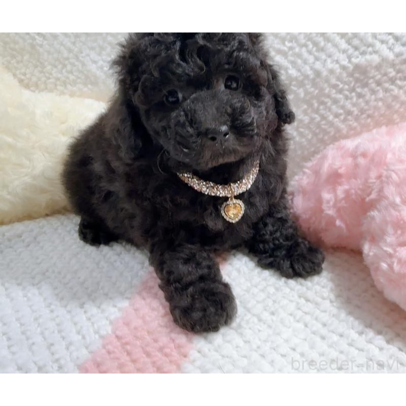 販売中の奈良県のタイニープードル-450450の3枚目