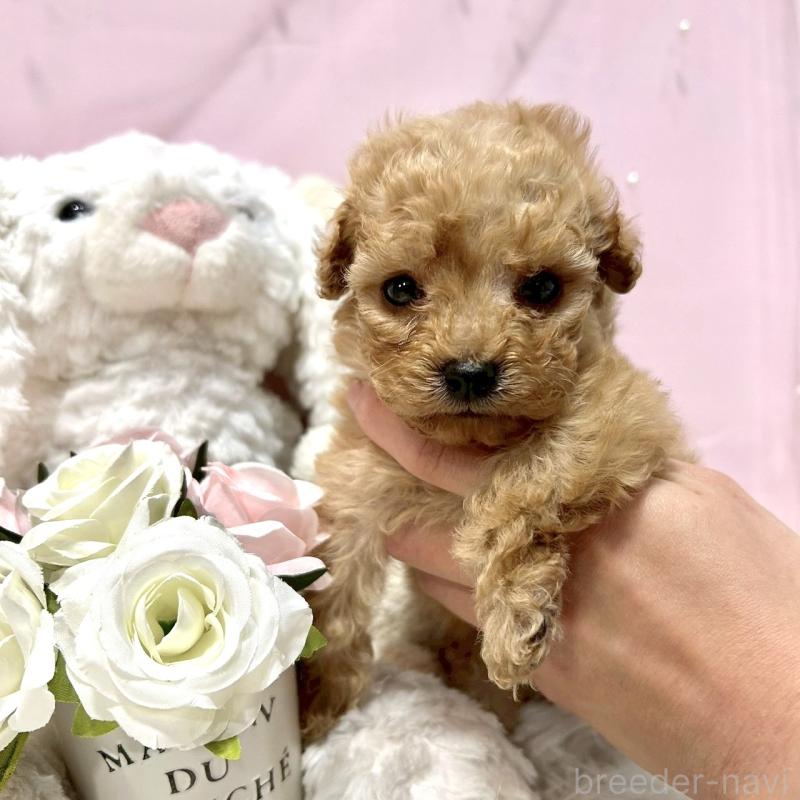 販売中の栃木県のトイプードル-450253