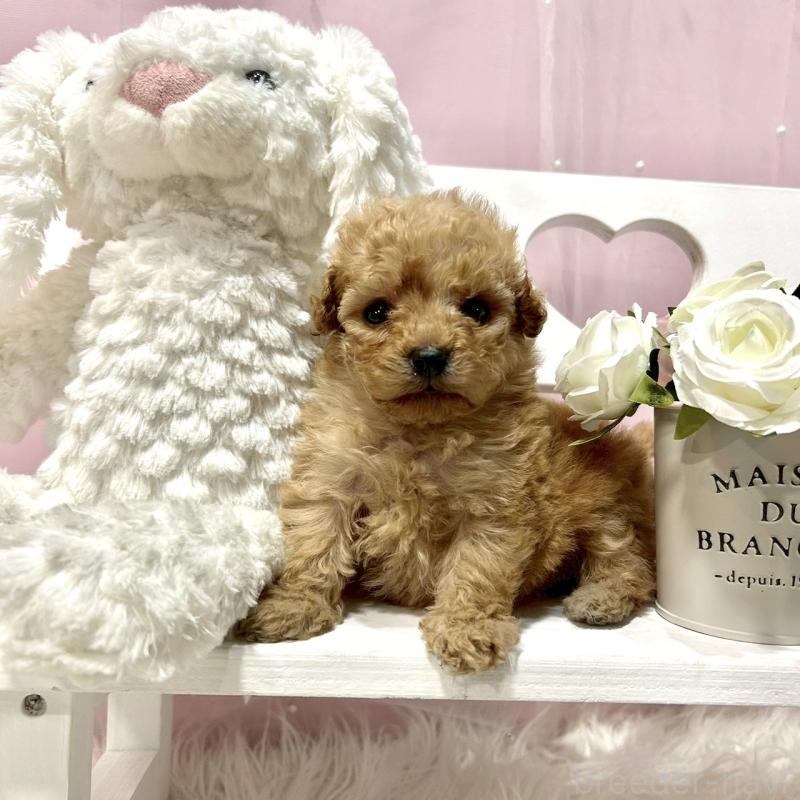 販売中の栃木県のトイプードル-450253の4枚目