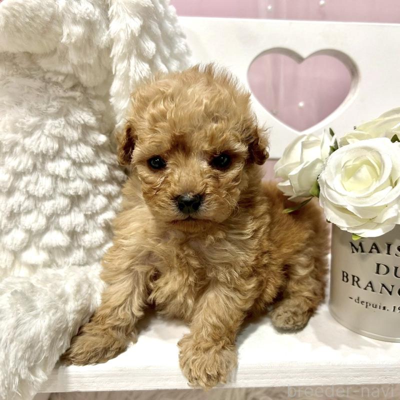 販売中の栃木県のトイプードル-450253の3枚目