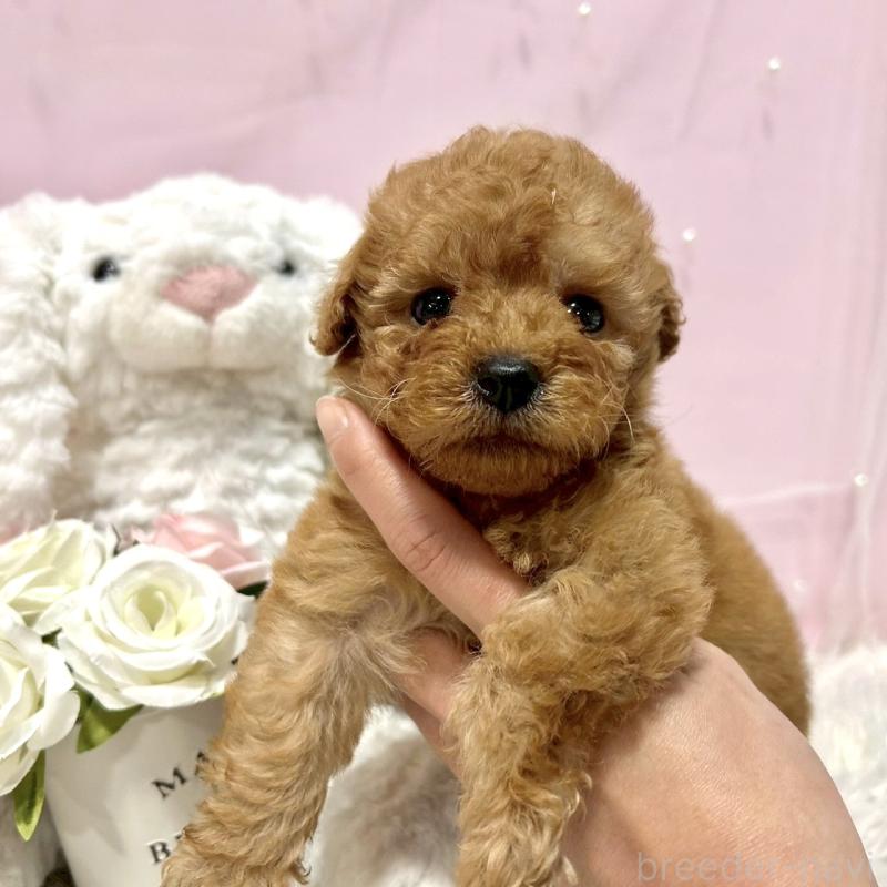 販売中の栃木県のトイプードル-450254の4枚目