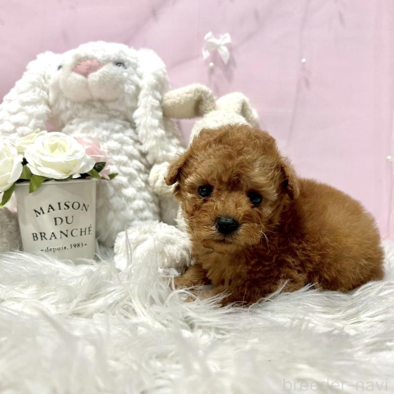 販売中の栃木県のトイプードル-450254の3枚目