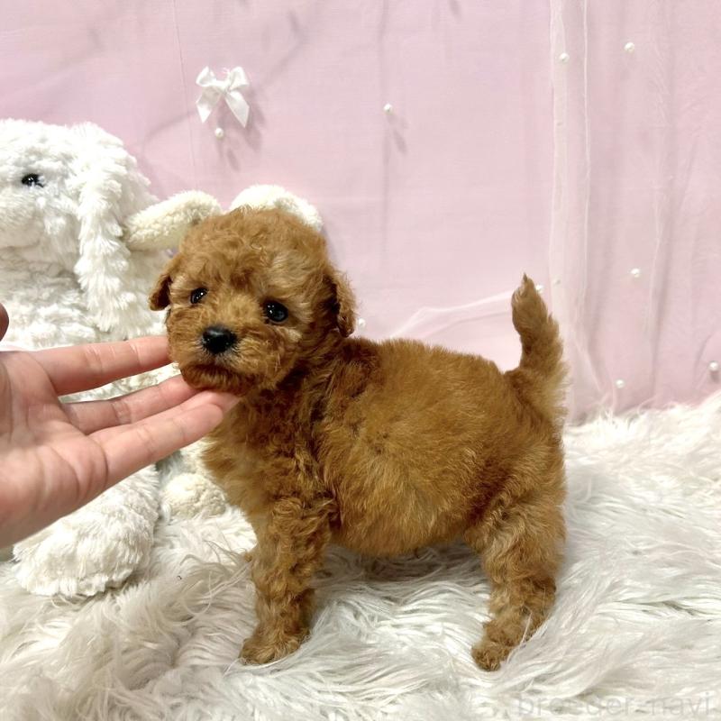 販売中の栃木県のトイプードル-450254の2枚目