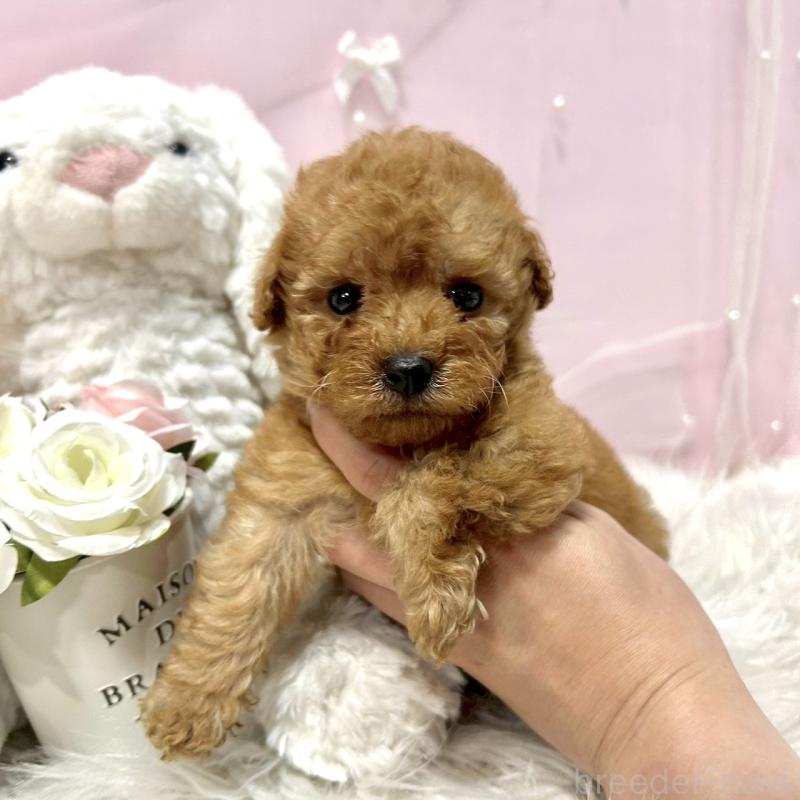 販売中の栃木県のトイプードル-450254の1枚目
