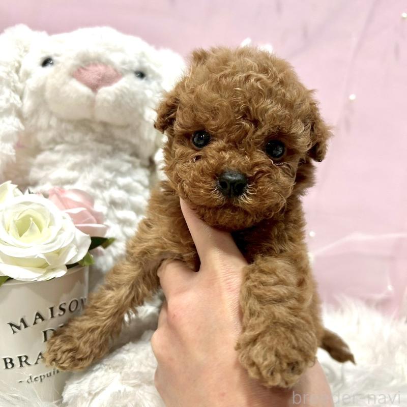 販売中の栃木県のトイプードル-450255