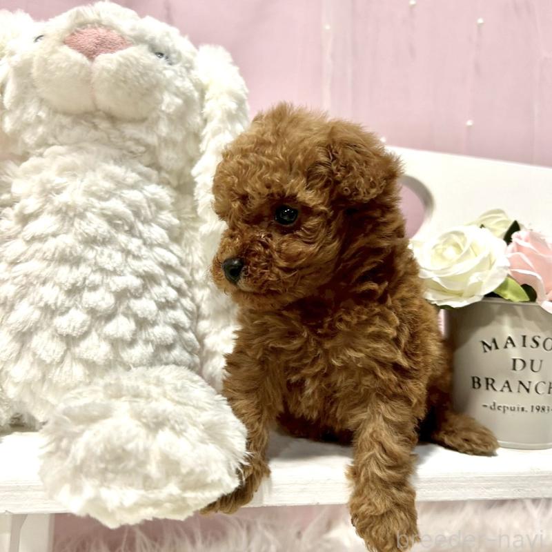 販売中の栃木県のトイプードル-450255の4枚目