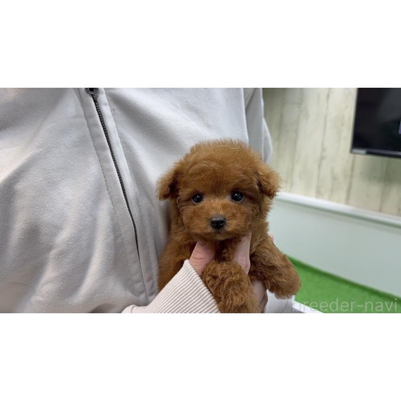 販売中の新潟県のティーカッププードル-450452の6枚目