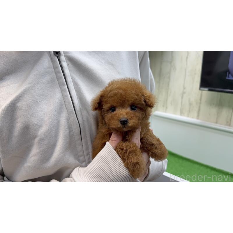 販売中の新潟県のティーカッププードル-450452の5枚目