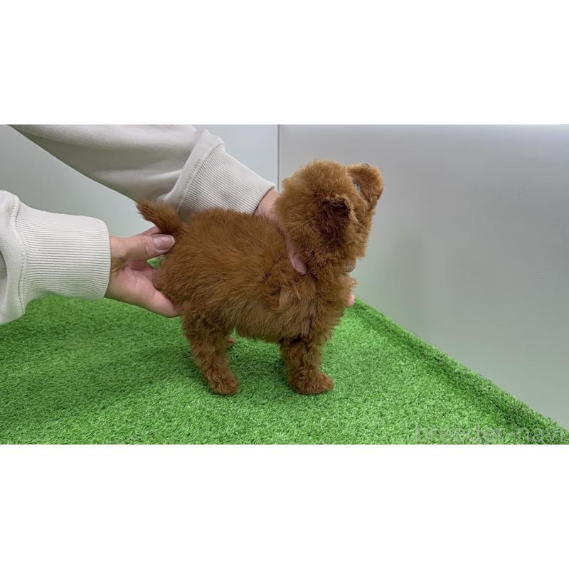 販売中の新潟県のティーカッププードル-450452の4枚目