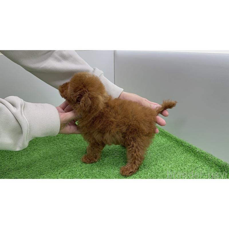 販売中の新潟県のティーカッププードル-450452の3枚目