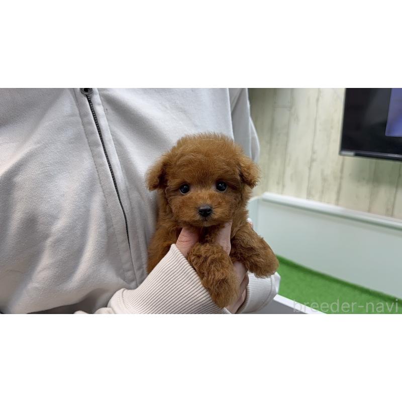 販売中の新潟県のティーカッププードル-450452の2枚目