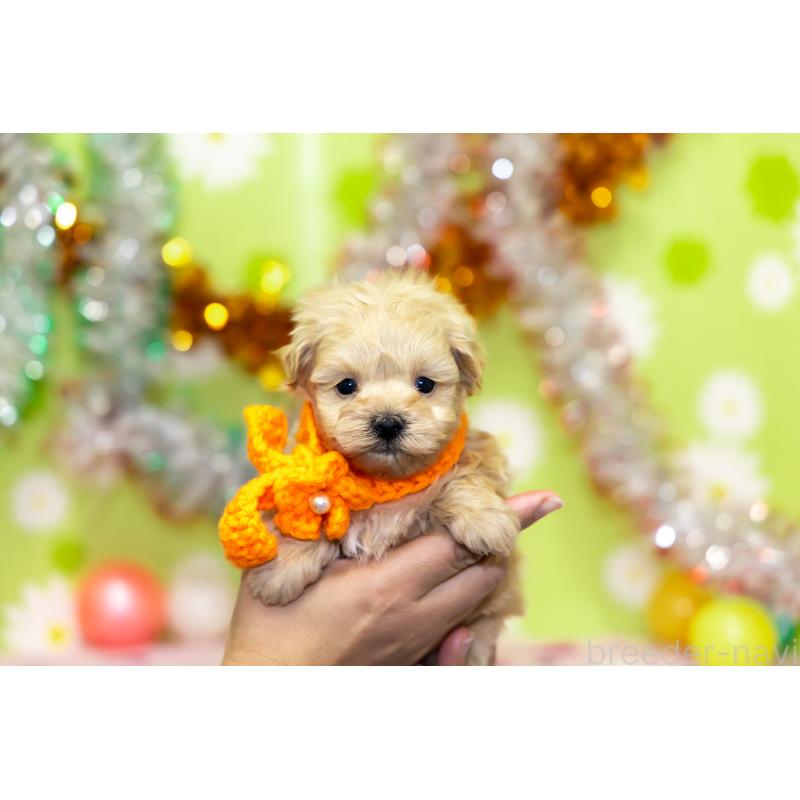 成約済の大分県のマルプー:マルチーズ×トイプードル-450453の5枚目