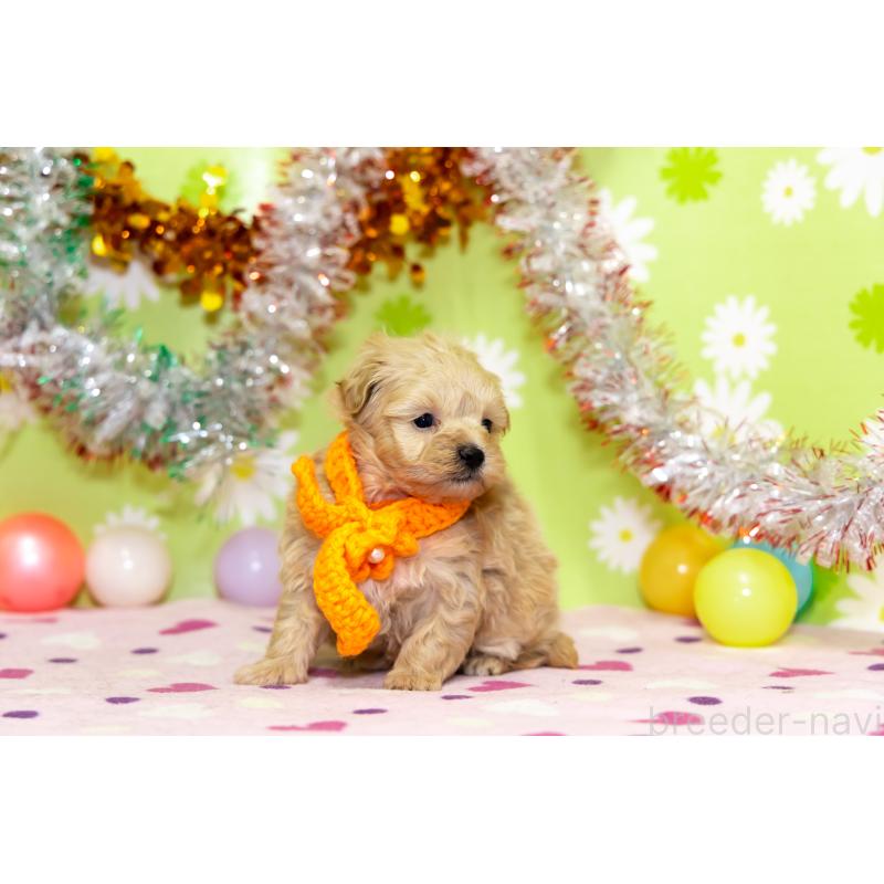 成約済の大分県のマルプー:マルチーズ×トイプードル-450453の4枚目