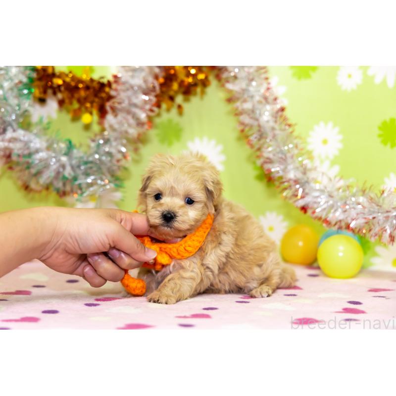 成約済の大分県のマルプー:マルチーズ×トイプードル-450453の3枚目