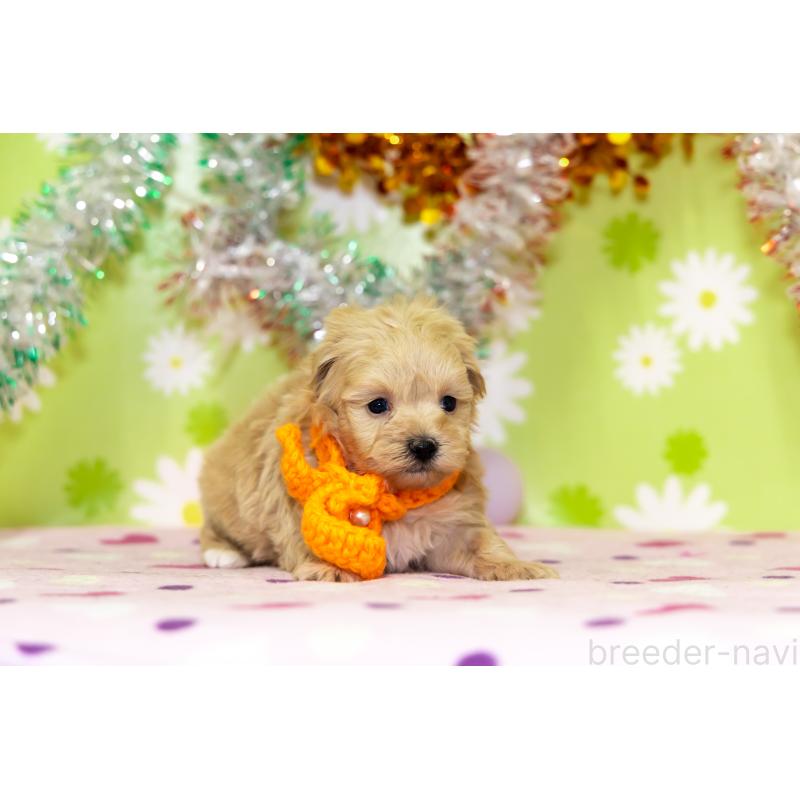 成約済の大分県のマルプー:マルチーズ×トイプードル-450453の2枚目