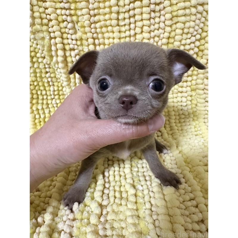 販売中の福島県のチワワ(スムースコート)-450456の5枚目