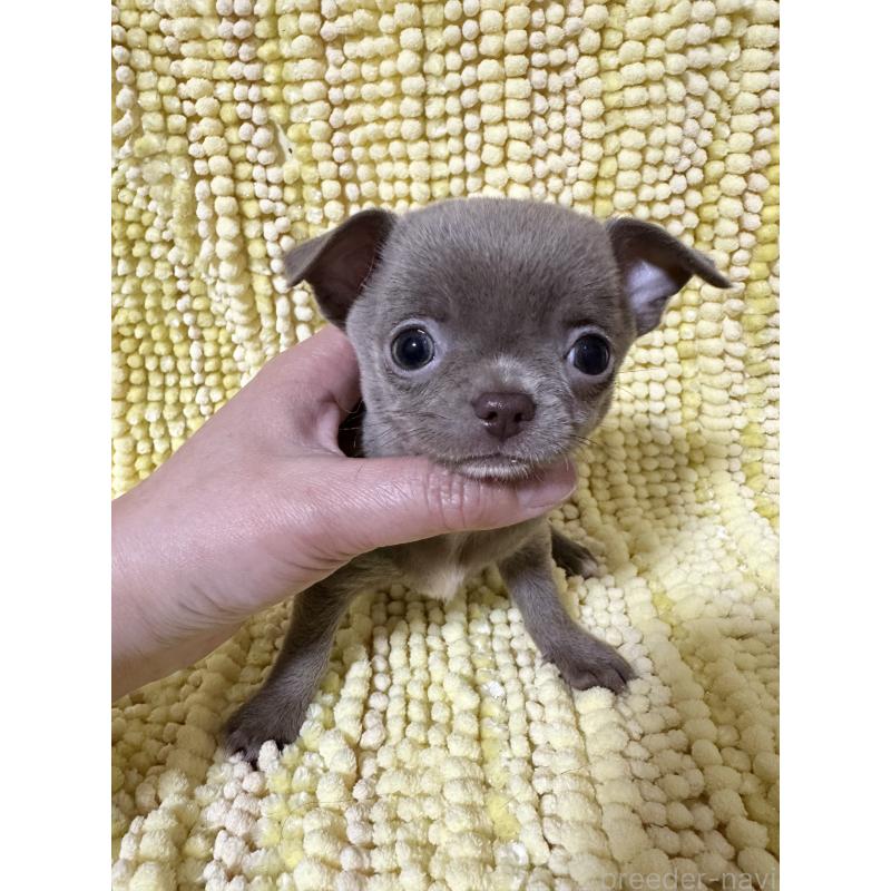 販売中の福島県のチワワ(スムースコート)-450456の4枚目